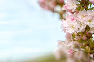 Photo of Closeup view of tree branch with tender flowers outdoors, space for text. Amazing spring blossom