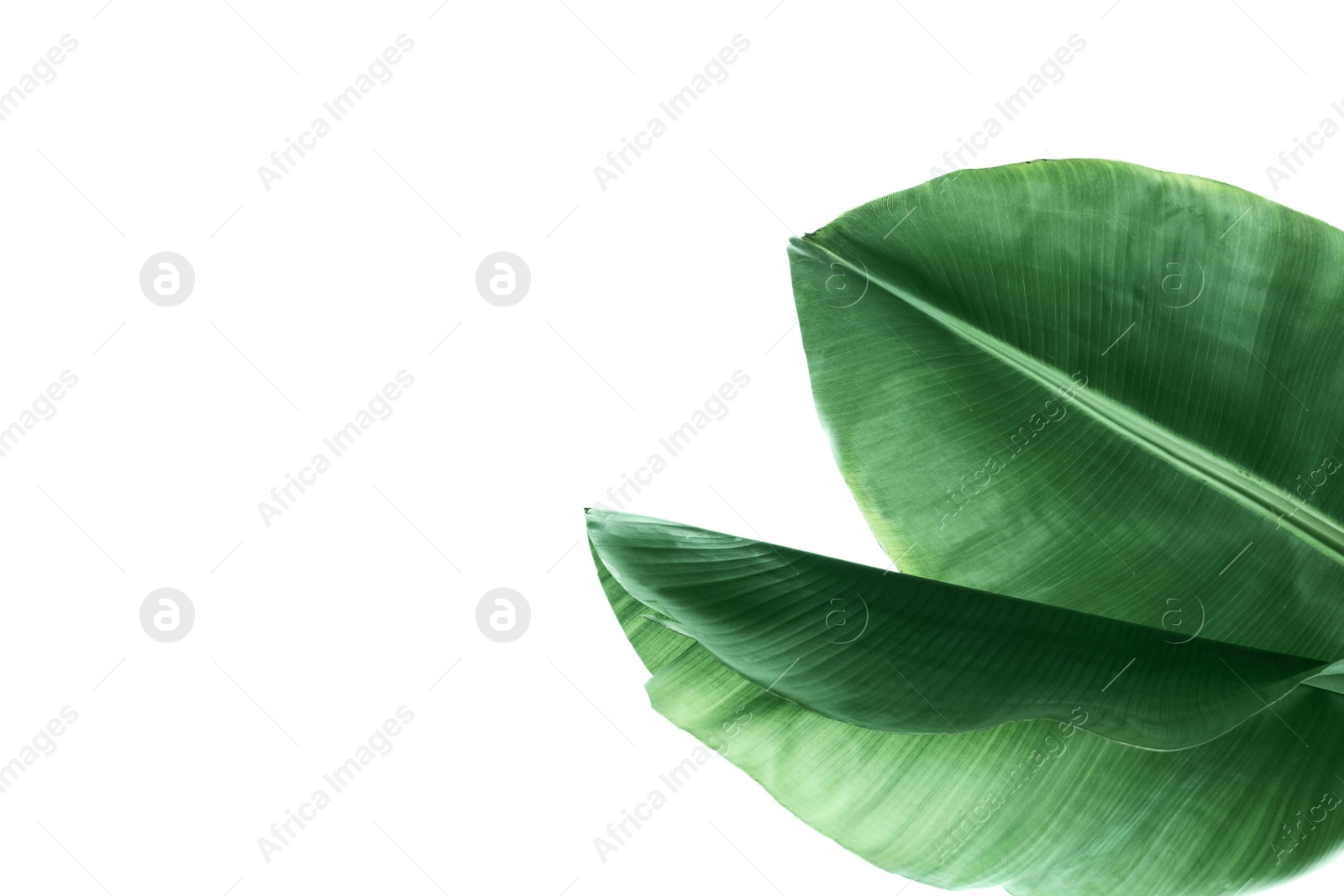 Photo of Fresh green banana leaves on white background, top view. Tropical foliage