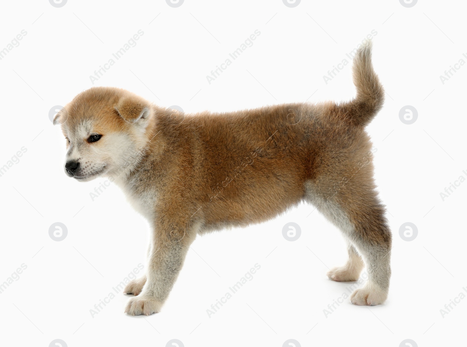 Photo of Cute Akita inu puppy on white background. Friendly dog