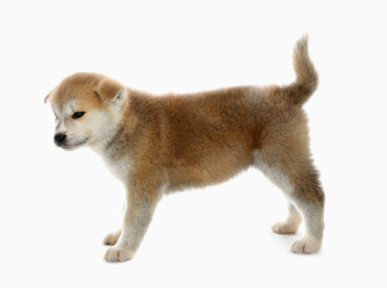 Photo of Cute Akita inu puppy on white background. Friendly dog