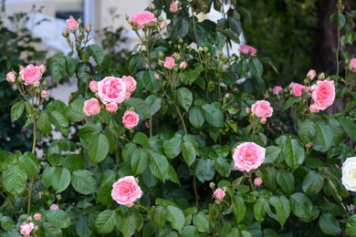 Photo of Bushes with beautiful pink roses in garden