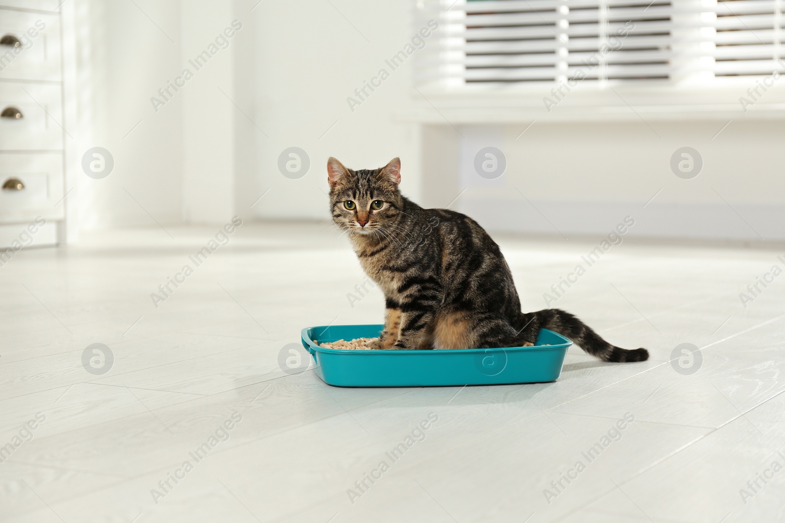 Photo of Tabby cat in litter box at home