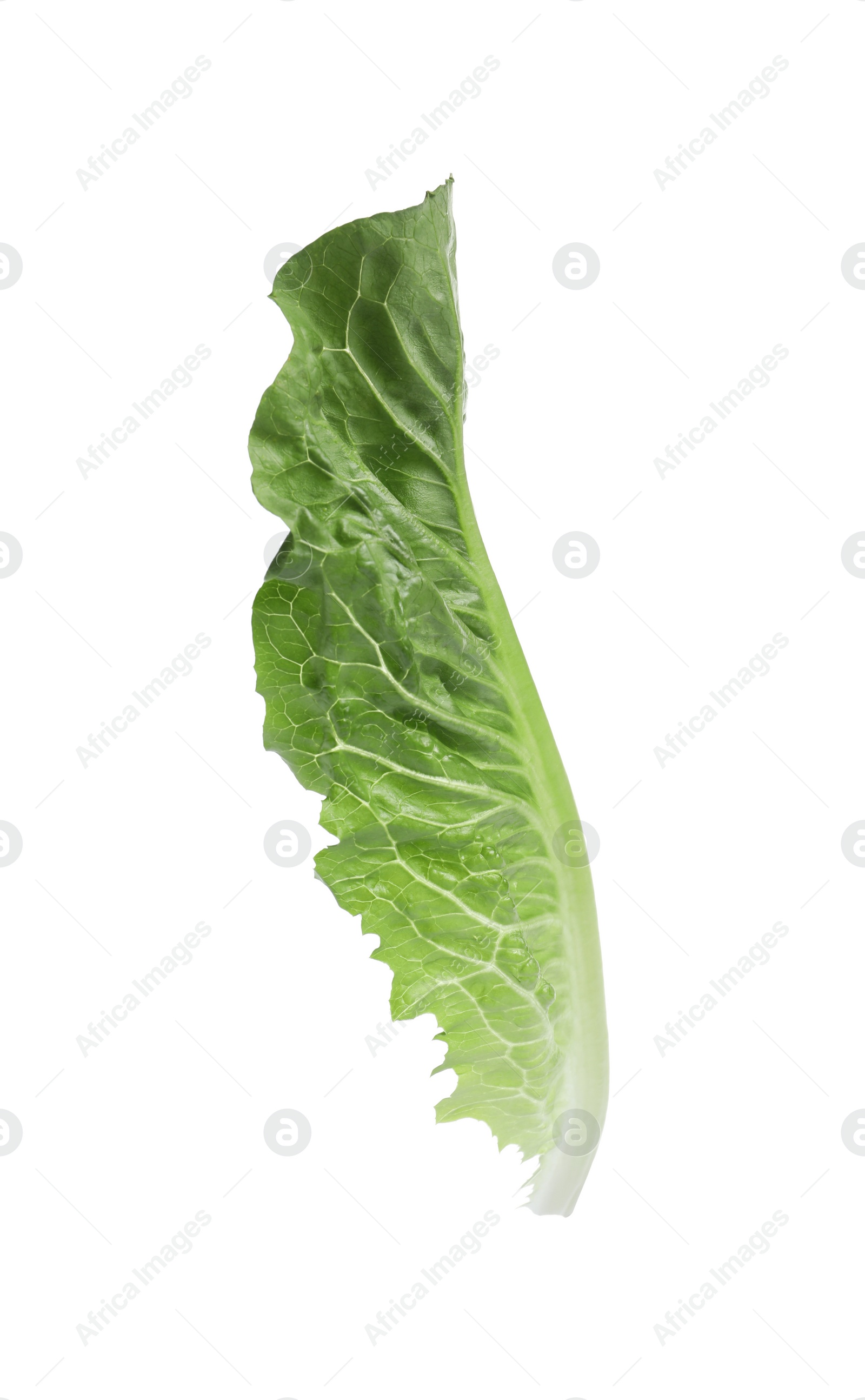 Photo of Fresh leaf of green romaine lettuce isolated on white