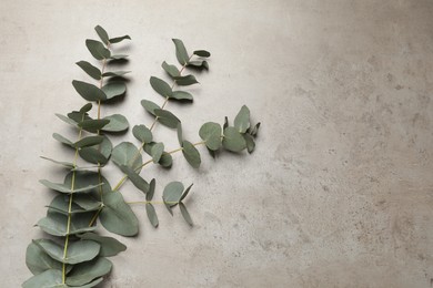 Eucalyptus branch with fresh green leaves on grey stone background, top view. Space for text