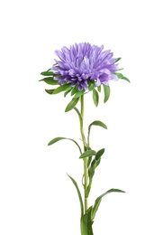 Beautiful bright aster flower on white background