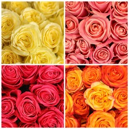 Image of Collage with photos of beautiful fresh flowers 