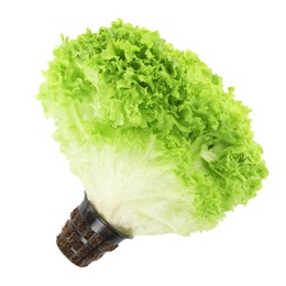 Photo of Fresh lettuce isolated on white, top view. Salad greens