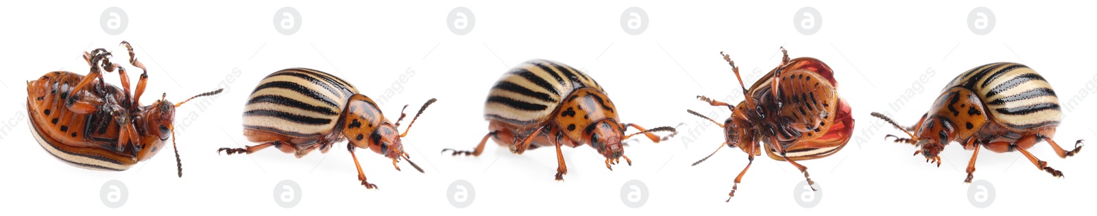 Image of Colorado potato beetles on white background, collage. Banner design