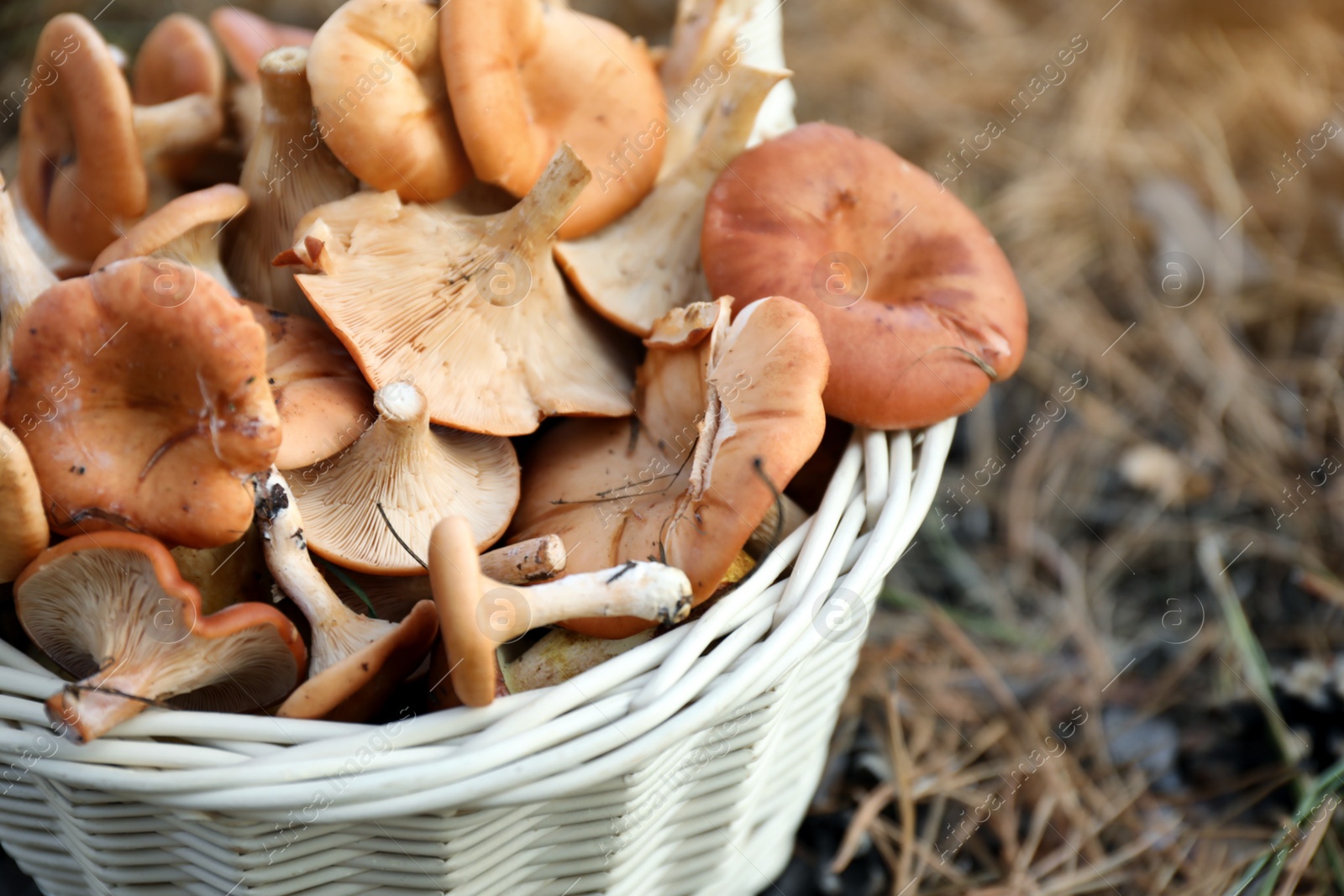 Photo of Wicker basket with fresh wild mushrooms in forest, closeup