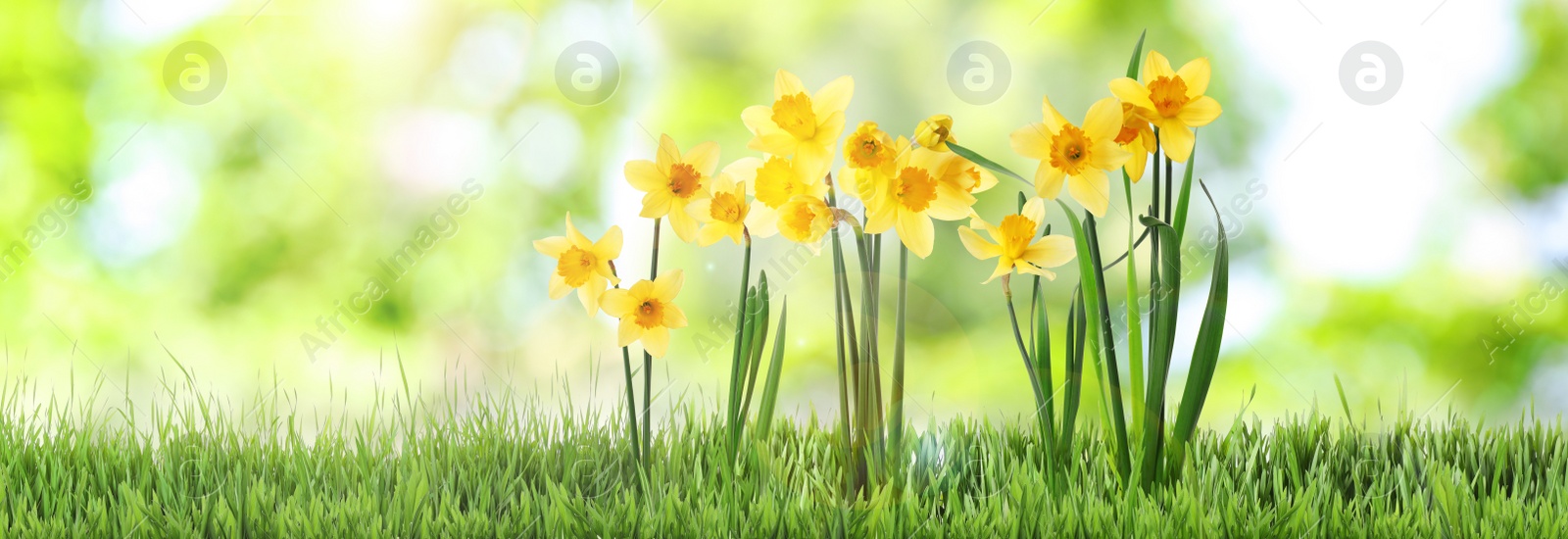 Image of Beautiful blooming yellow daffodils outdoors on sunny day. Banner design