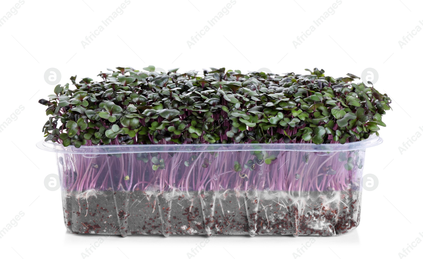 Photo of Fresh organic microgreen in plastic container on white background