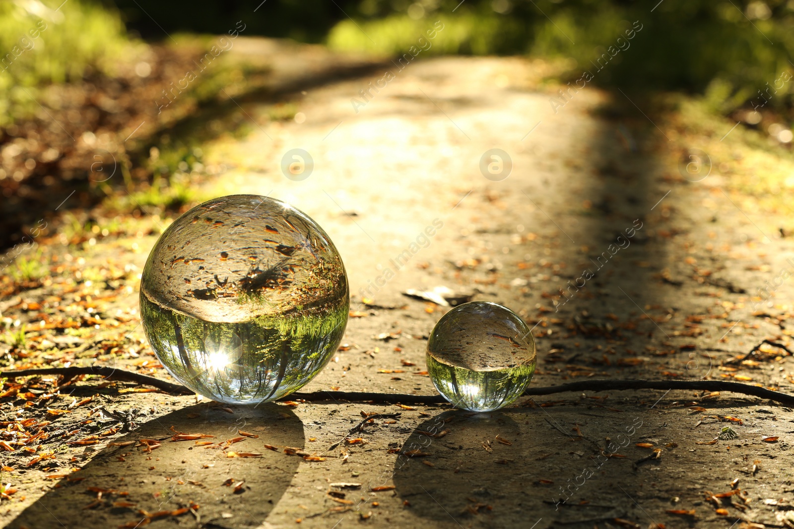 Photo of Beautiful forest with green trees, overturned reflection. Crystal balls on ground outdoors