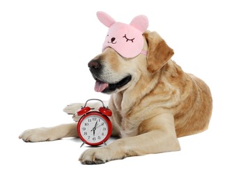Photo of Cute Labrador Retriever with sleep mask and alarm clock resting on white background