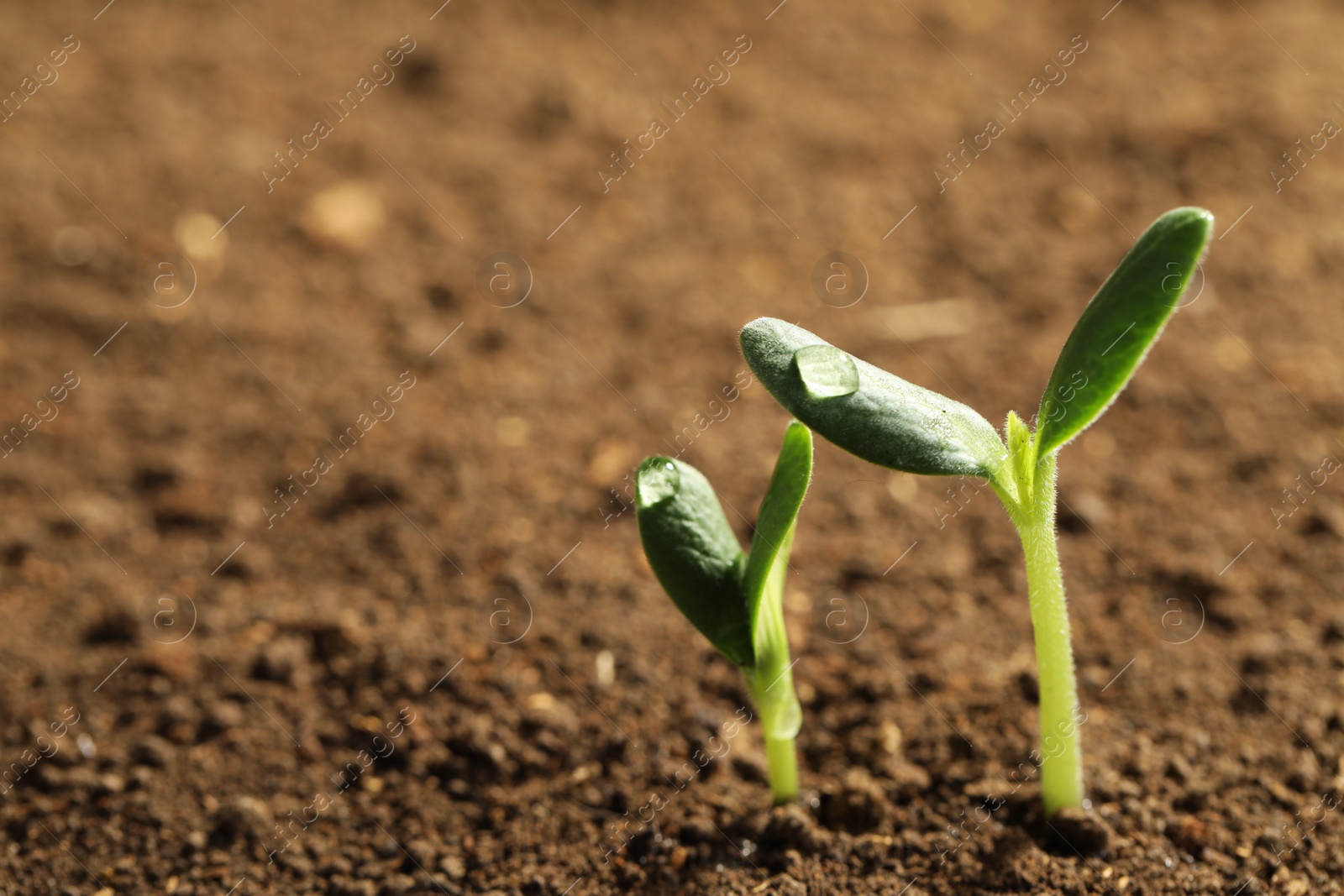 Photo of Little green seedlings growing in soil, closeup view. Space for text