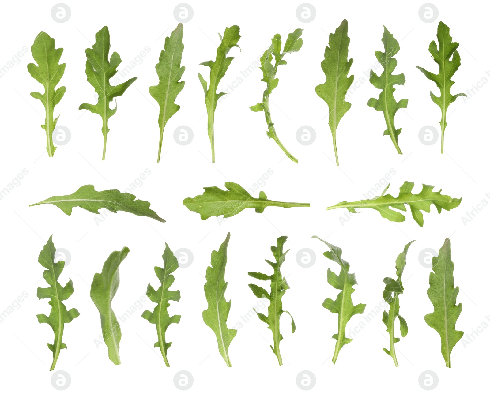 Image of Set of green arugula leaves on white background 