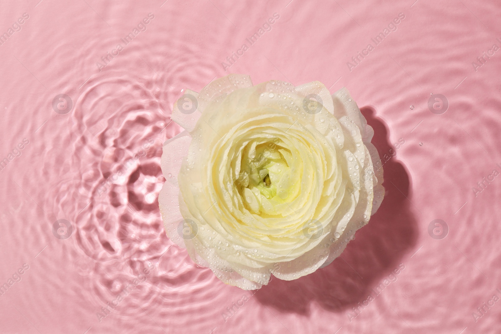 Photo of Beautiful white rose in water on pink background, top view