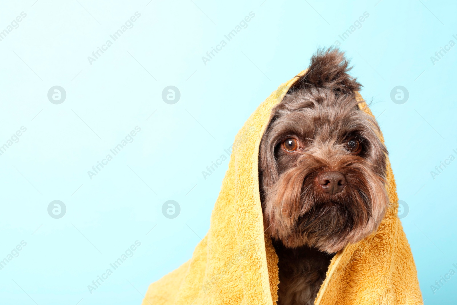 Photo of Cute Maltipoo dog with towel on light blue background, space for text. Lovely pet