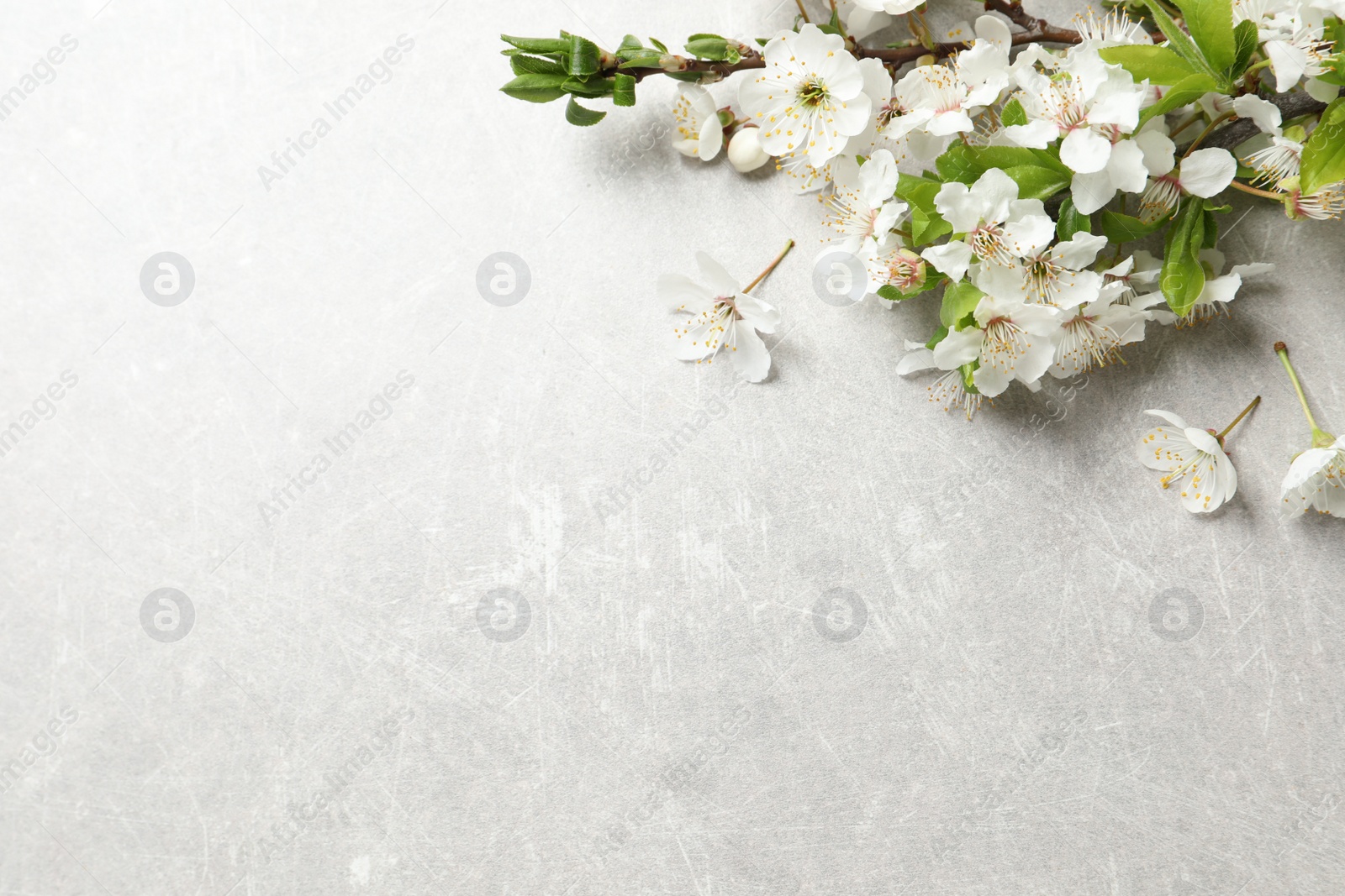 Photo of Cherry tree branches with beautiful blossoms on light stone table. Space for text