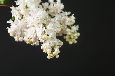 Beautiful blossoming lilac on dark background. Spring flowers