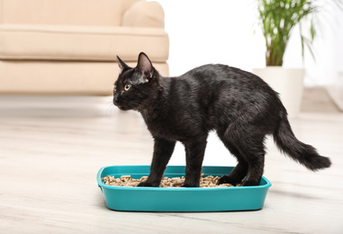 Photo of Cute black cat in litter box at home
