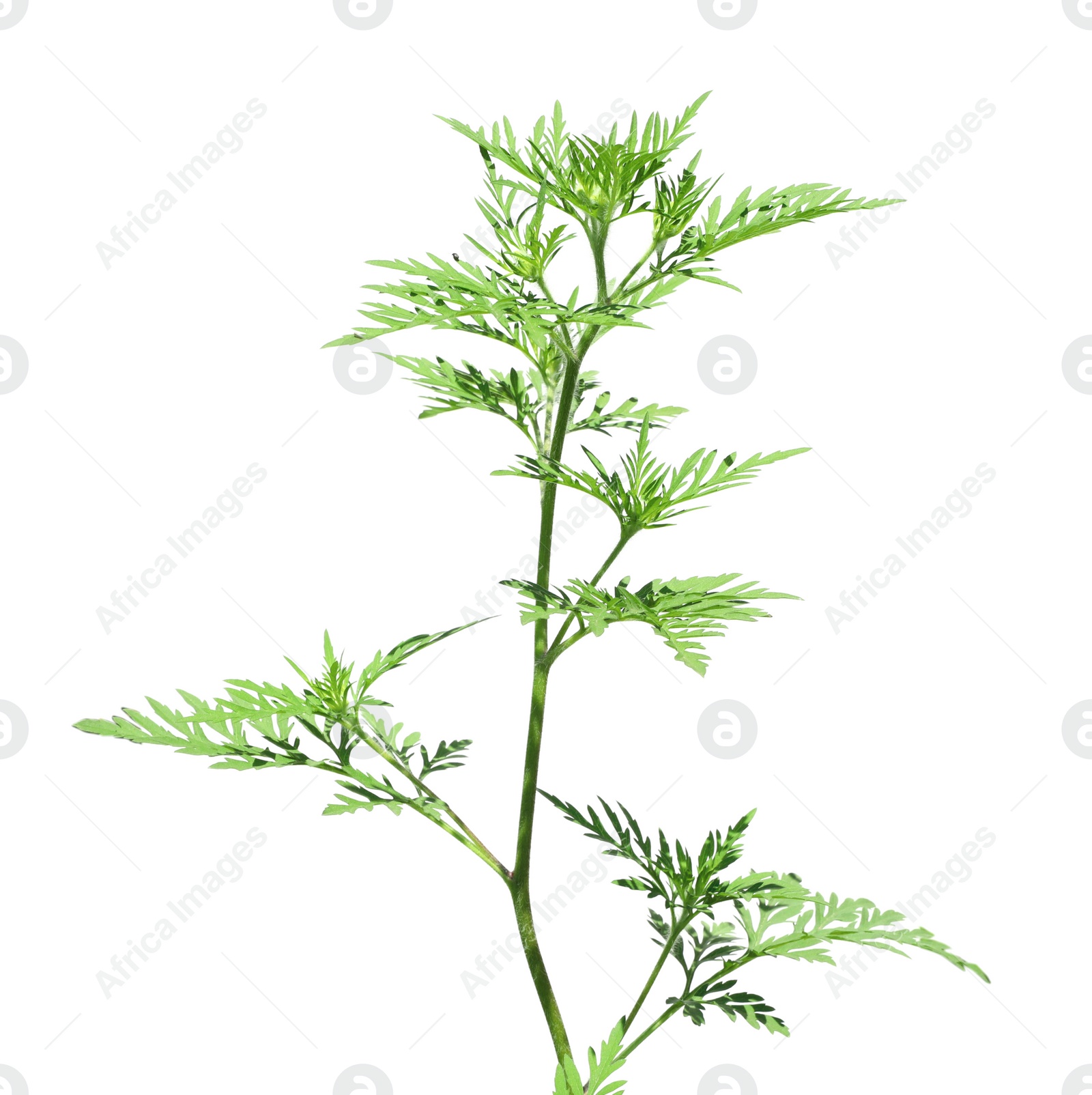 Photo of Blooming ragweed plant (Ambrosia genus) on white background. Seasonal allergy