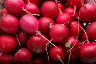 Whole red fresh radishes in colander, closeup