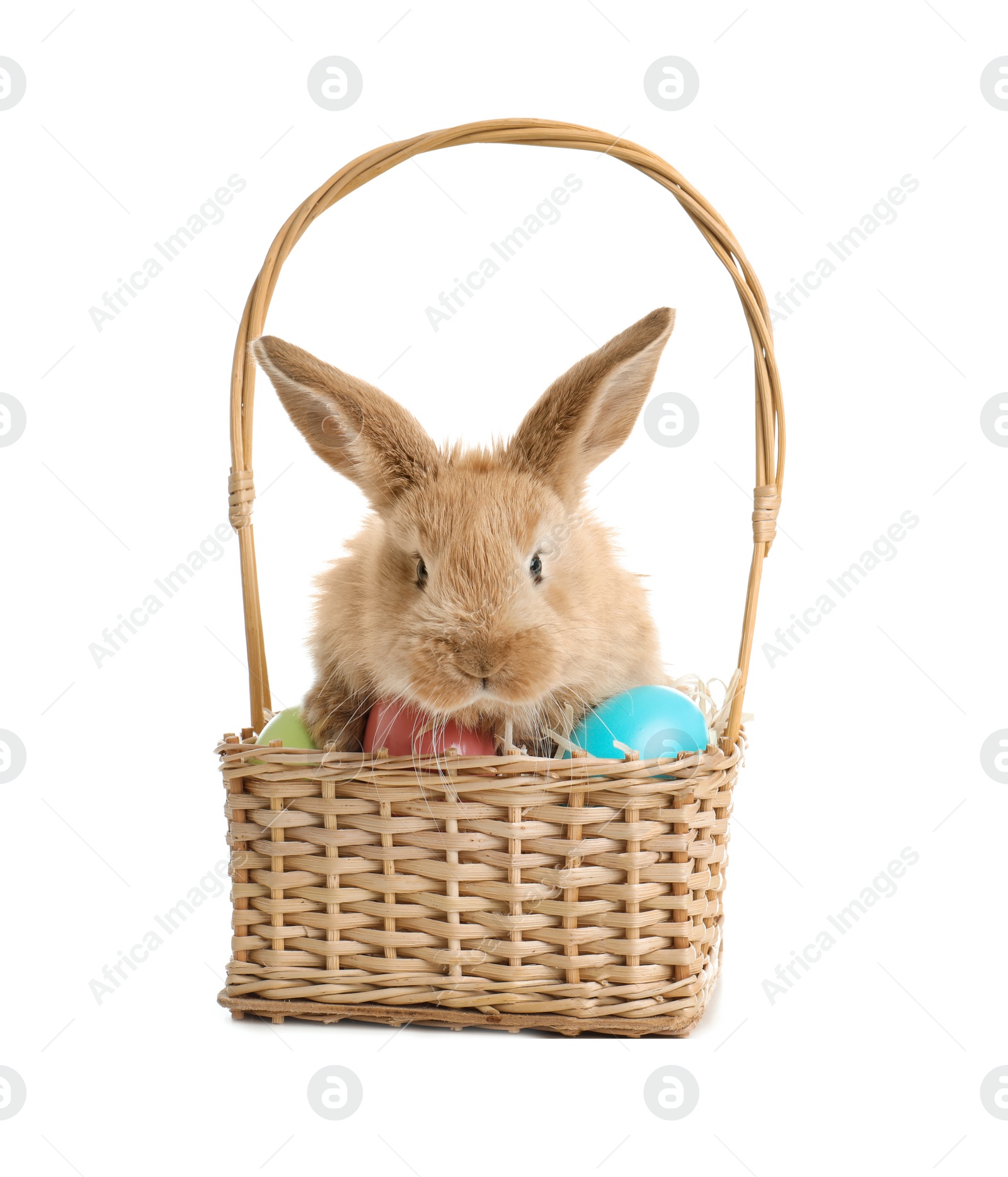 Photo of Adorable furry Easter bunny in wicker basket with dyed eggs on white background