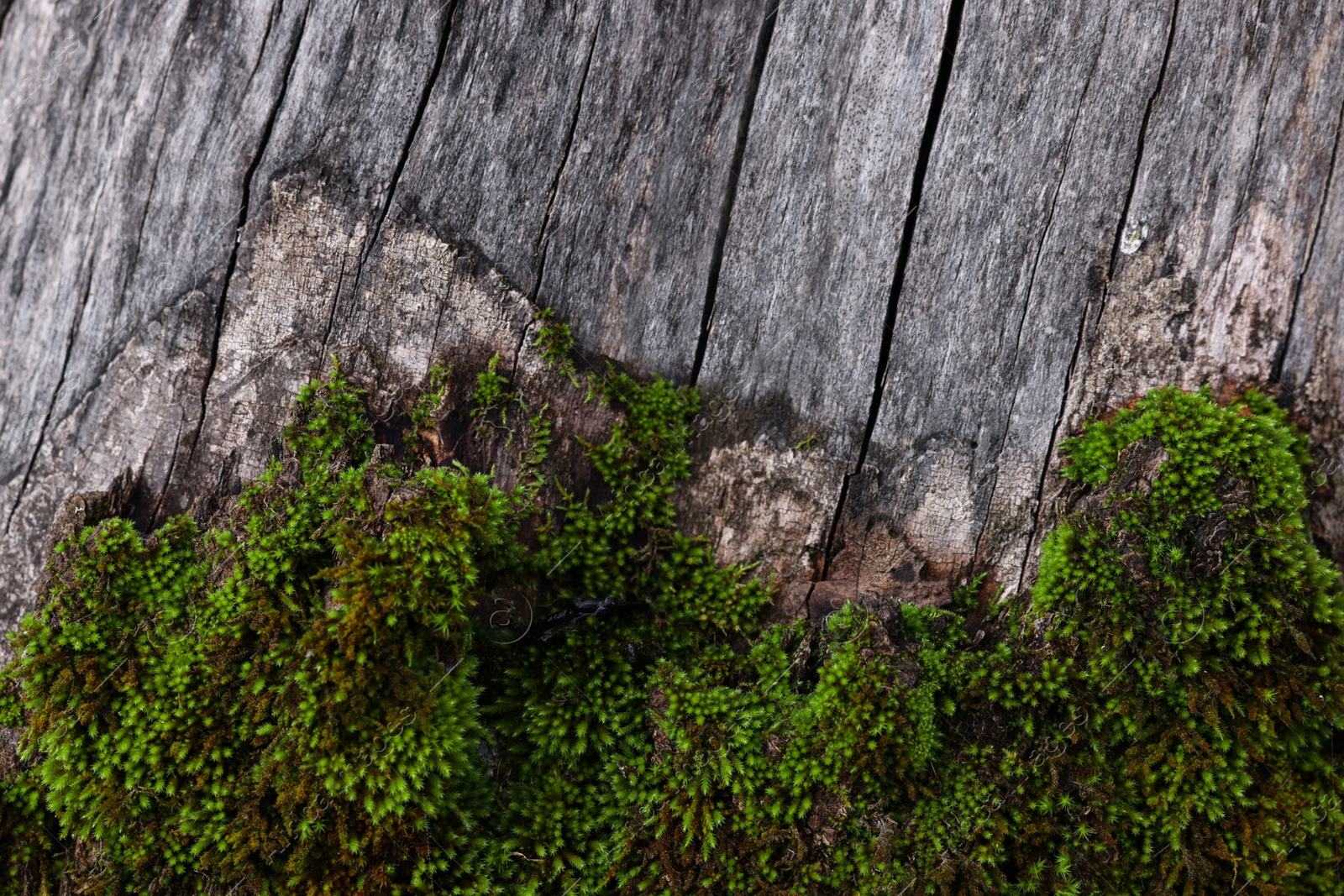 Photo of Beautiful tree bark with green moss as background, closeup