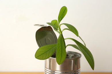 Photo of Green houseplant in tin can on light background, closeup