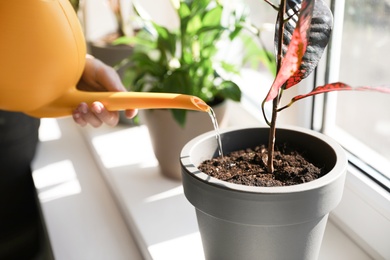 Woman watering growing home plant on windowsill indoors, closeup