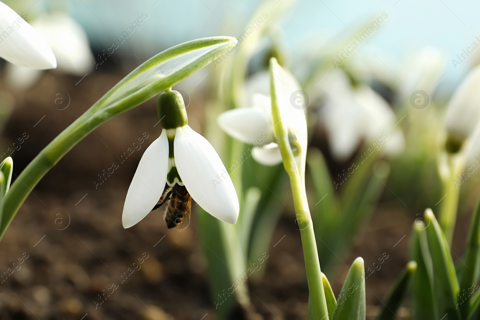 Photo of Bee pollinating beautiful snowdrop outdoors, closeup. Space for text