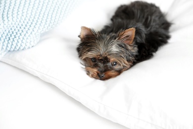 Photo of Cute Yorkshire terrier puppy on bed. Happy dog