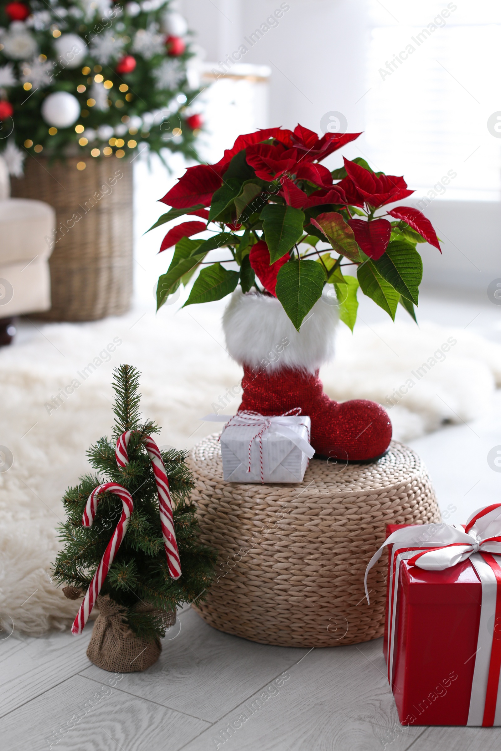 Photo of Beautiful poinsettia, decorative tree and gift boxes indoors. Traditional Christmas flower