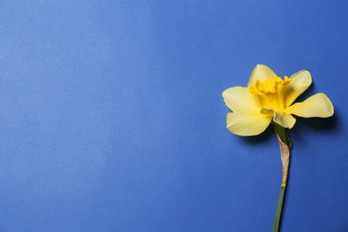 Beautiful yellow daffodil on blue background, top view. Space for text