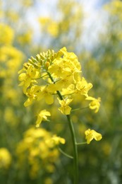 Beautiful rapeseed flowers blooming on blurred background, closeup
