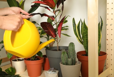 Woman watering indoor plants near wall at home, closeup