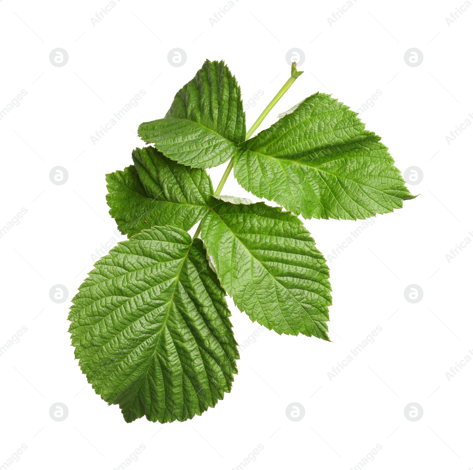 Photo of Fresh green blackberry leaves isolated on white