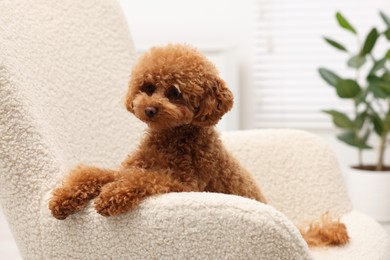 Photo of Cute Maltipoo dog resting on armchair at home. Lovely pet