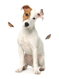 Image of Cute Jack Russel Terrier and butterflies on white background. Lovely dog
