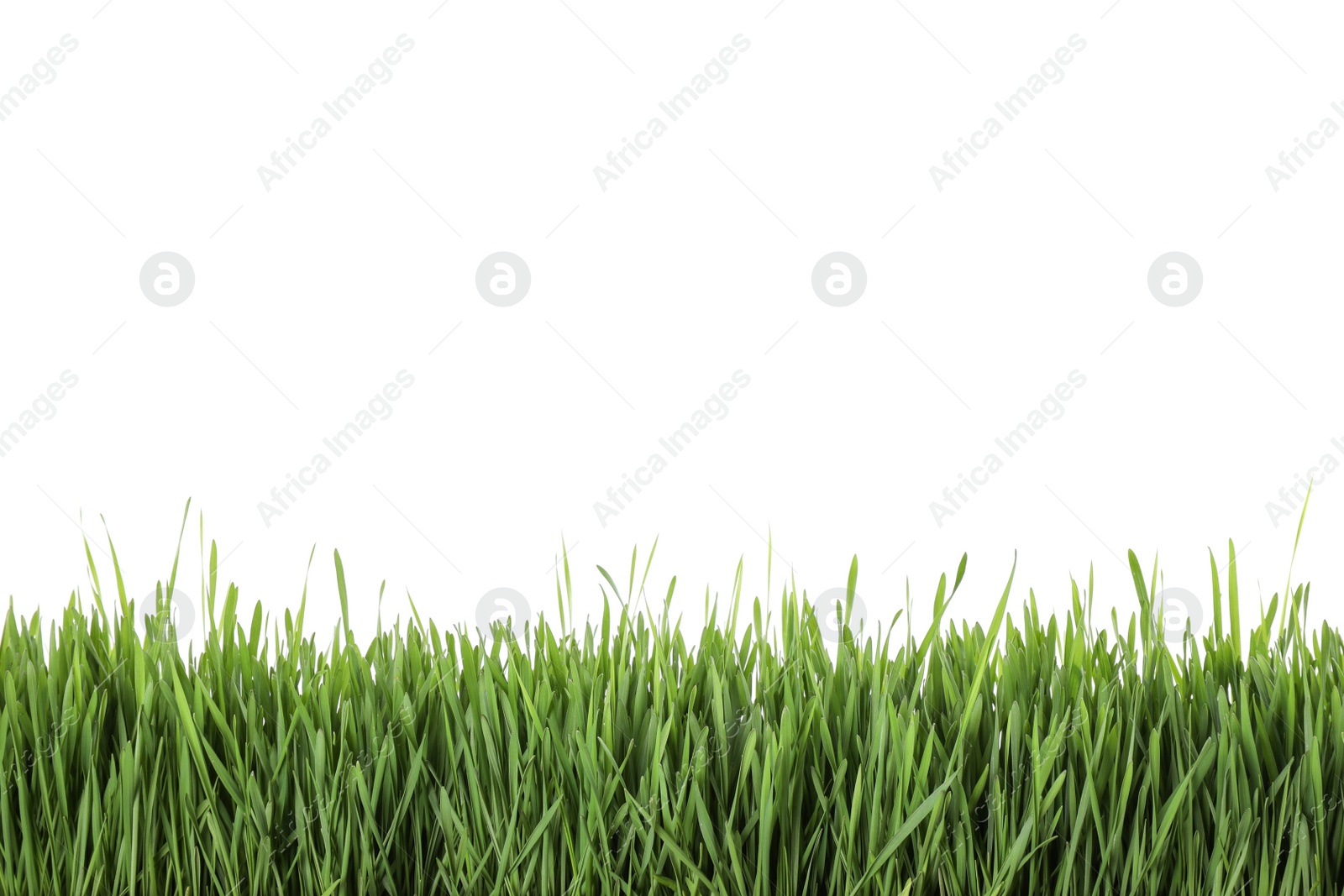 Photo of Fresh green grass on white background. Spring season