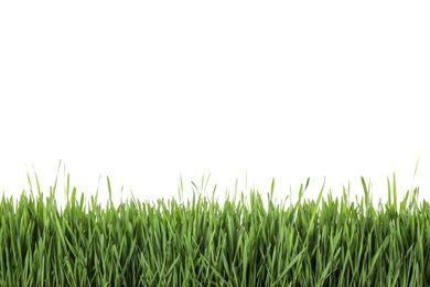 Photo of Fresh green grass on white background. Spring season