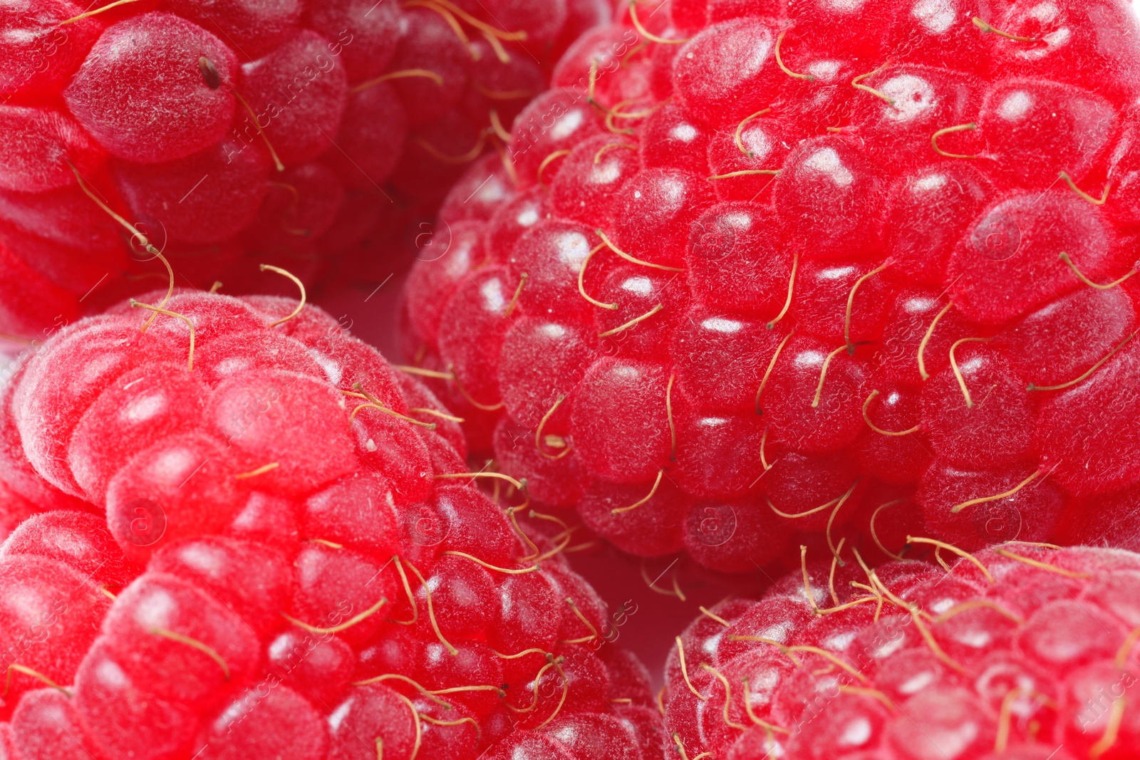 Photo of Tasty fresh ripe raspberries as background, macro view. Fresh berries