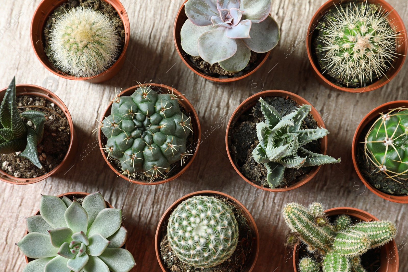 Photo of Flat lay composition with different succulent plants in pots on table. Home decor