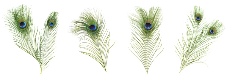 Image of Beautiful bright peacock feathers on white background, collage. Banner design