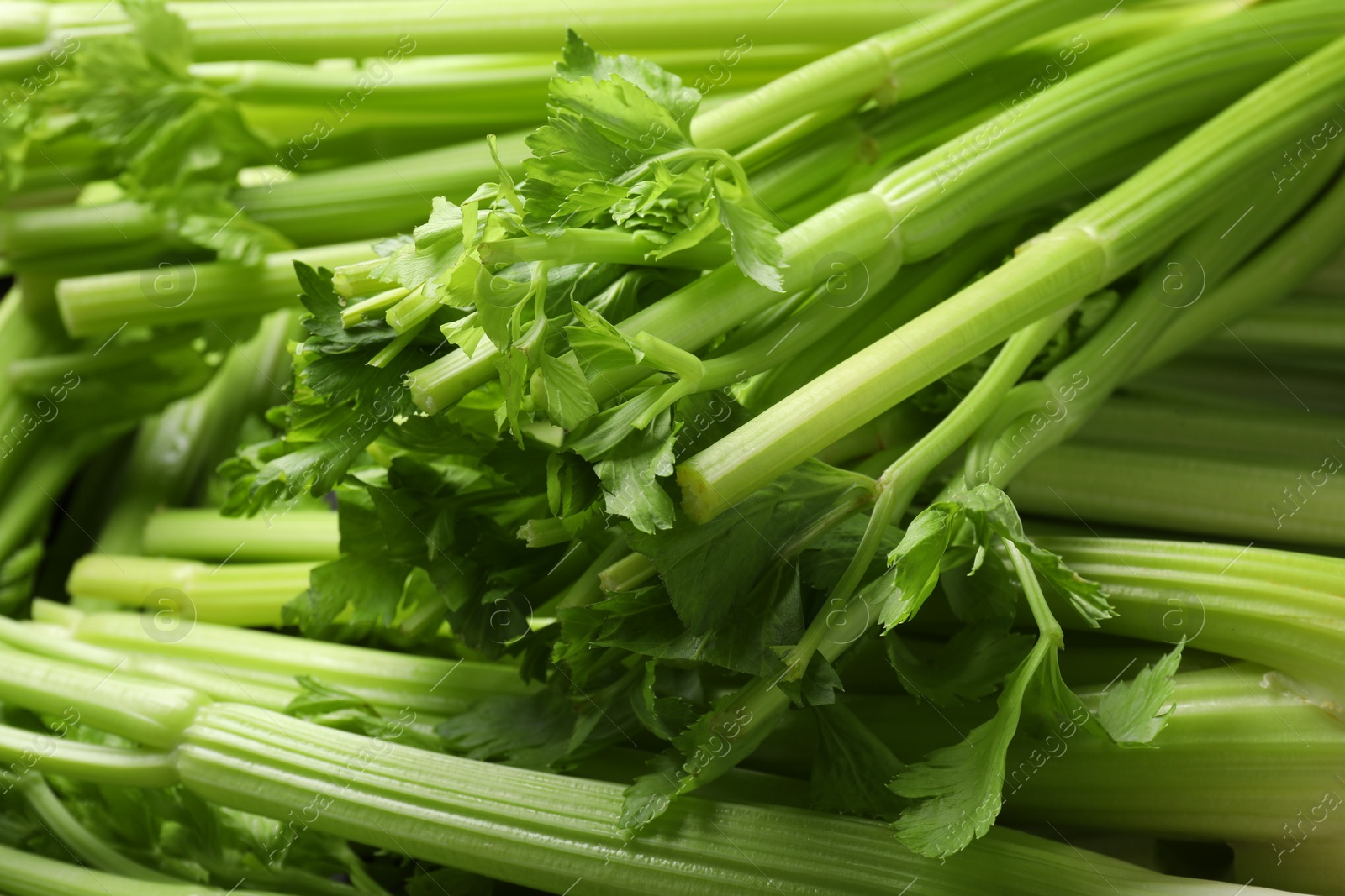 Photo of Many fresh green celery bunches as background, closeup