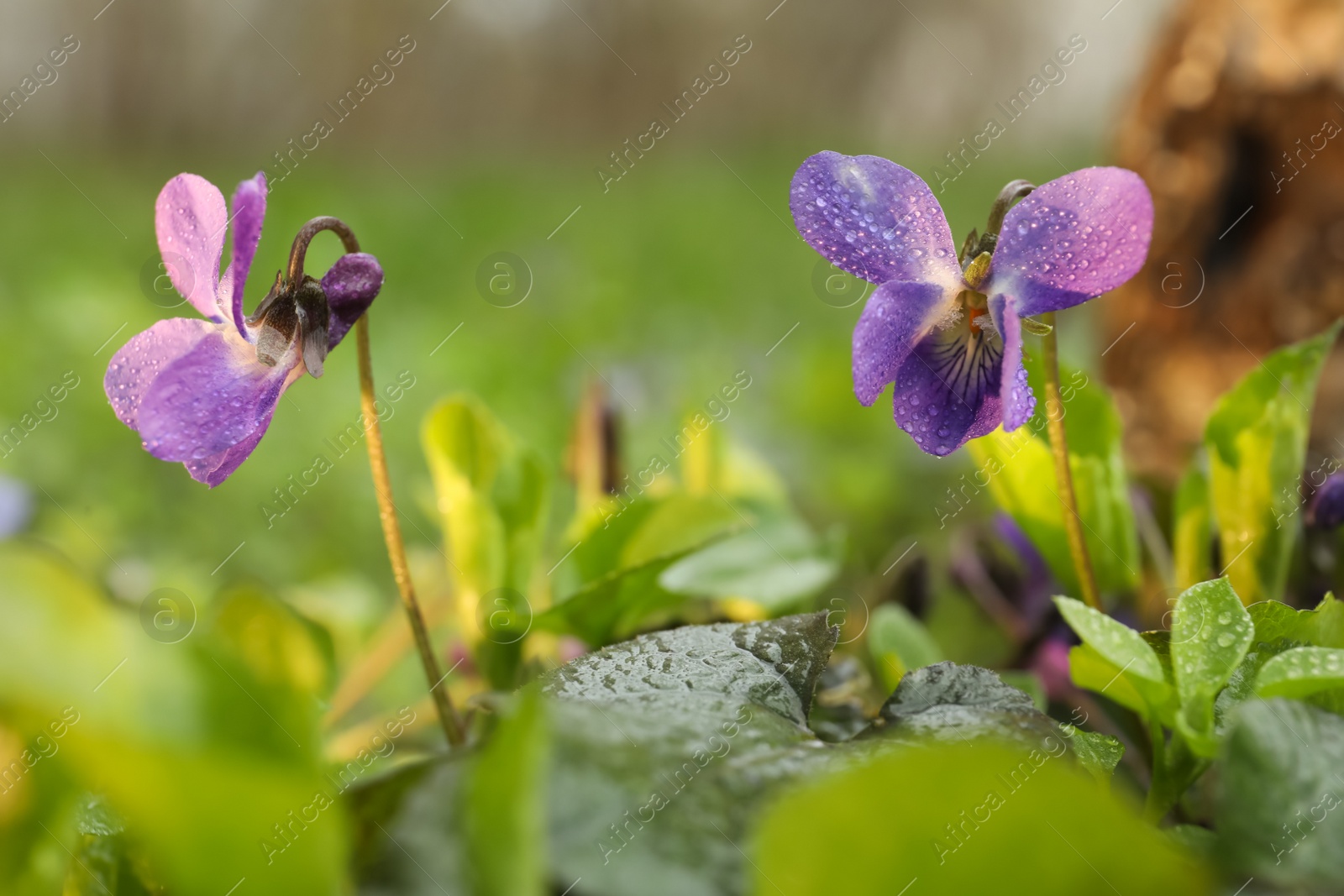 Photo of Beautiful wild violets blooming in forest. Spring flowers