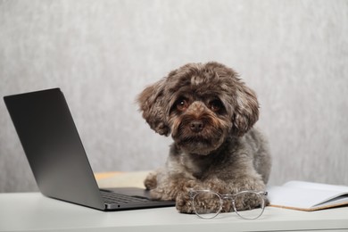 Photo of Cute Maltipoo dog on desk with laptop and glasses indoors
