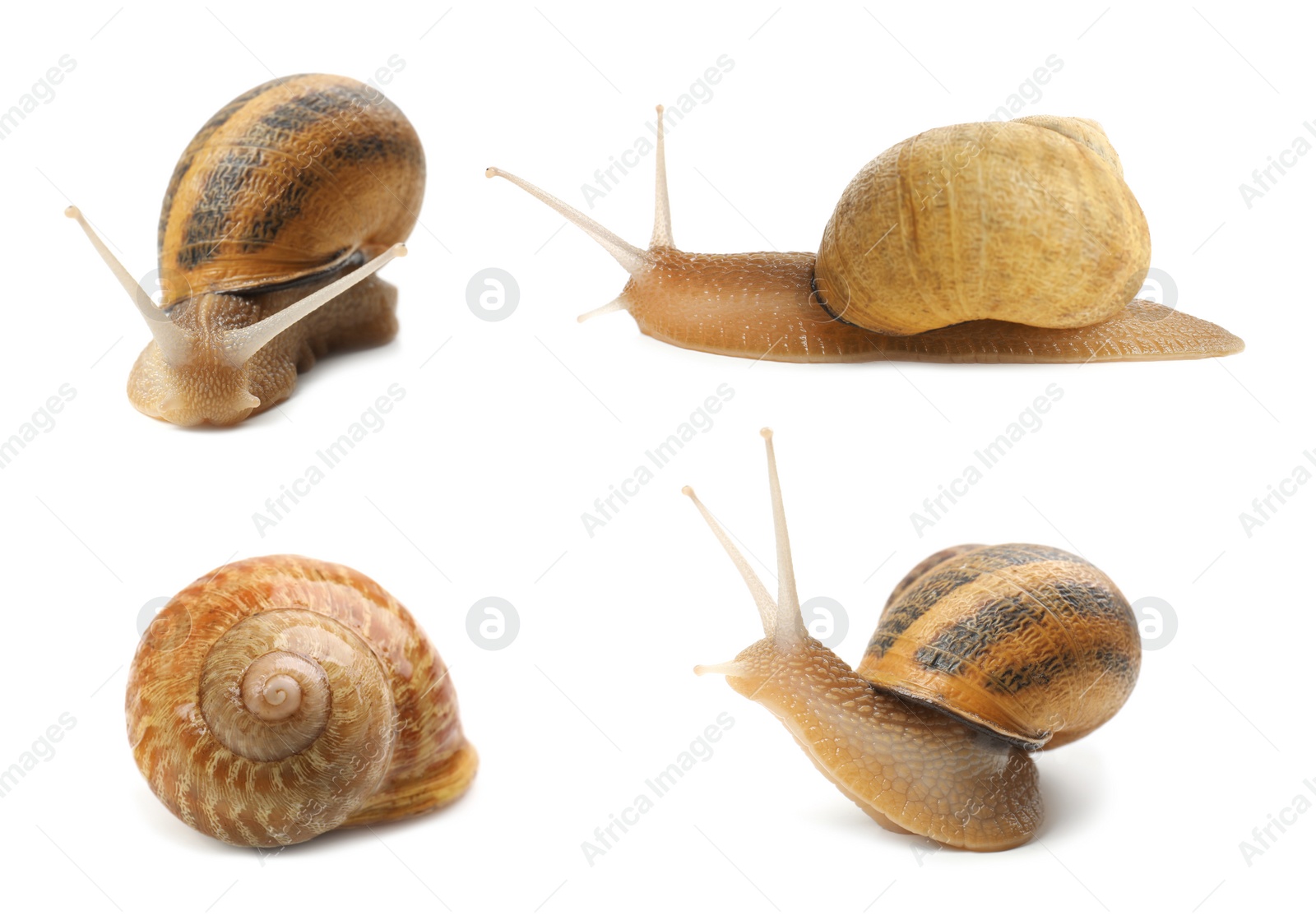 Image of Collection of common garden snails on white background