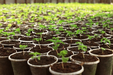Photo of Many fresh green seedlings growing in starter pots with soil, closeup