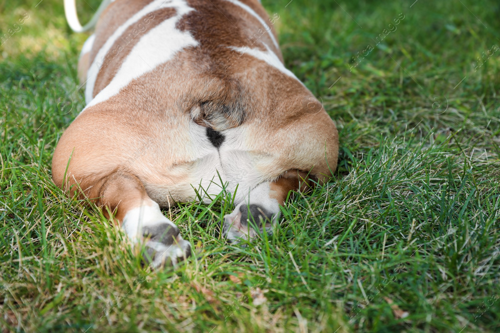 Photo of English bulldog on green grass in park, closeup
